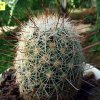 Mammillaria_ grahami_ 04